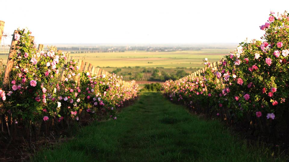 The perfect expression of terroir in Dealu Mare: Davino